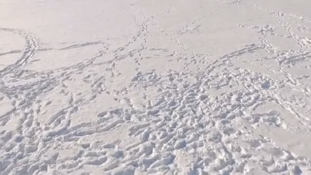 冬の楽しみ スノーモビルで冬景色の旅 ウィンターパーク テルノーピリ ウクライナの背景に凍った湖の氷の上スノーモービルに乗っている 人の男 — ストック動画
