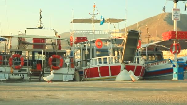 Patos en el muelle en el fondo de los barcos de motor y barcos — Vídeos de Stock