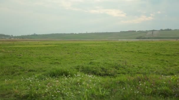 Pradera verde con flores de campo bajo un cielo azul con nubes blancas — Vídeos de Stock