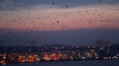 Kuşlar şehrin gece ışıkları karşı gece göl üzerinde girdap