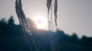 sevgi ve titreyen içinde etnik genç kadın tahıllar içinde onun elleri spikelets tutar