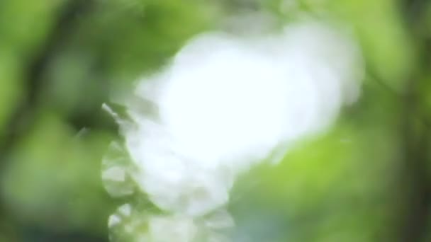 Όμορφη fuzzy μετάγγιση του φωτός μέσα από πράσινα φύλλα των δέντρων. φυσικά θολή φόντο, αφηρημένα φόντο φύση, καταπράσινη φύση bokeh — Αρχείο Βίντεο