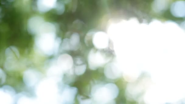 Όμορφη fuzzy μετάγγιση του φωτός μέσα από πράσινα φύλλα των δέντρων. φυσικά θολή φόντο, αφηρημένα φόντο φύση, καταπράσινη φύση bokeh — Αρχείο Βίντεο