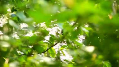 Işık yeşil yaprakları ağaçların üzerinden güzel bulanık kan nakli. doğal bulanık arka plan, Doğa arka plan, doğa yeşil bokeh