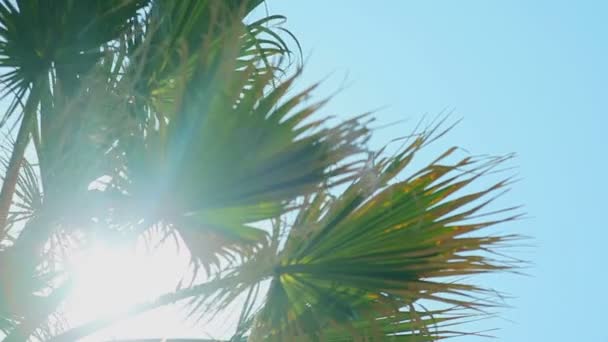 Rayos de sol en las hojas de una palmera contra el cielo azul — Vídeo de stock