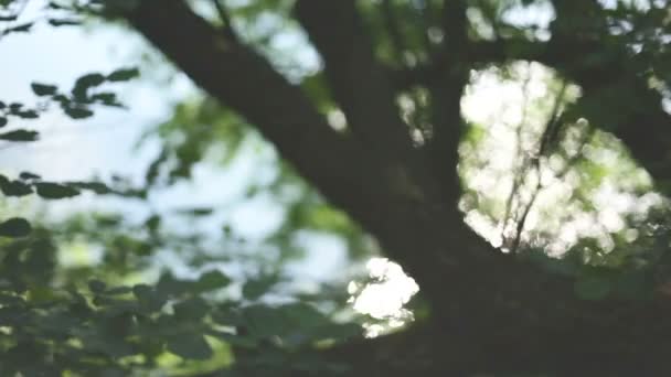 Transfusão fuzzy bonita da luz através das folhas verdes das árvores. fundo borrado natural, Natureza fundo abstrato, natureza bokeh verde — Vídeo de Stock
