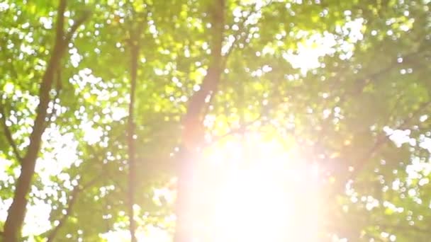 Beautiful fuzzy transfusion of light through green leaves of trees. natural blurred background, Nature abstract background, nature green bokeh — Stock Video