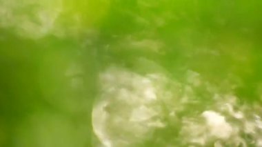 Işık yeşil yaprakları ağaçların üzerinden güzel bulanık kan nakli. doğal bulanık arka plan, Doğa arka plan, doğa yeşil bokeh