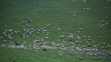 Yamaçta bir yeşil yüksek dağlarda koyun otlatmaya