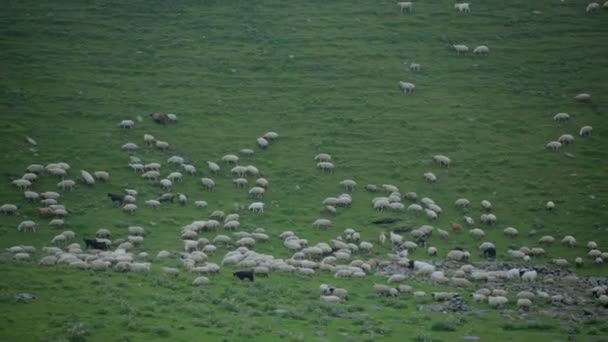 Πρόβατα βόσκουν σε μια καταπράσινη πλαγιά που είναι υψηλή στα βουνά — Αρχείο Βίντεο