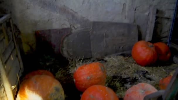 Grote pompoenen zijn in de oude schuur. Afwachting van een wonder — Stockvideo