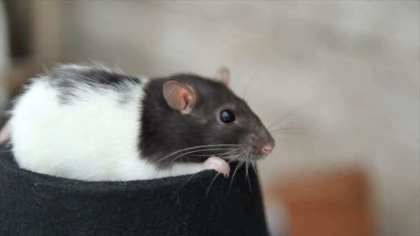 Primer plano de una rata peluda y divertida doméstica. Nuestras mascotas — Vídeos de Stock