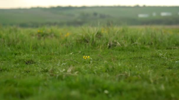 Two little girls running through the green meadow. Childrens feet. — Stock Video