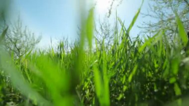 Güneşli bir günde meyve bahçesinde yeşil sulu çimenler yetişir. Yakın plan.