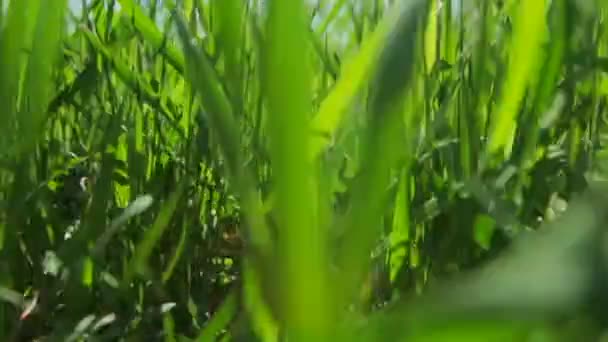 Auf der Wiese wächst grünes saftiges Gras. Nahaufnahme — Stockvideo