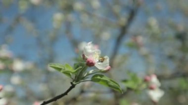 Güneşli bir çiçek açan bir elma ağacı bahar üzerinde bir arı uçar