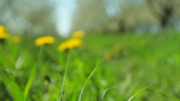 Pissenlits jaunes sur une pelouse verte gros plan bokeh — Video