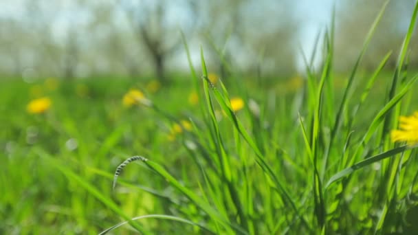 Gelbe Löwenzahn auf einem grünen Rasen Nahaufnahme Bokeh — Stockvideo