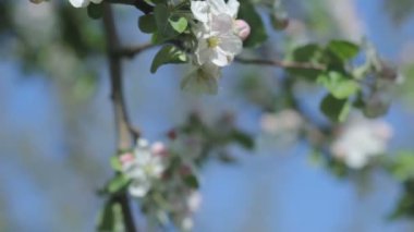 Güzel çiçek açan elma ağacı dalı güneşli güneşli bir bahar bahçe.