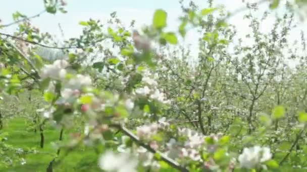 Blühende Apfelbäume im zeitigen Frühling an einem sonnigen Tag — Stockvideo