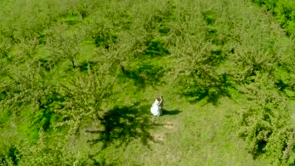 Happy Bride and groom in the apple orchard in summer sunny day, aerial shot . — стоковое видео