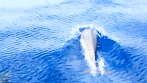 Θέα των δελφινιών κολυμπώντας κοντά σε παραδοσιακά τουριστικά σκάφη. Τενερίφη, Ισπανία — Αρχείο Βίντεο