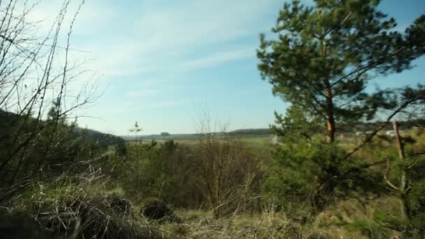 Vista del bosque de pinos y el hormiguero. El concepto de respeto por la naturaleza . — Vídeos de Stock