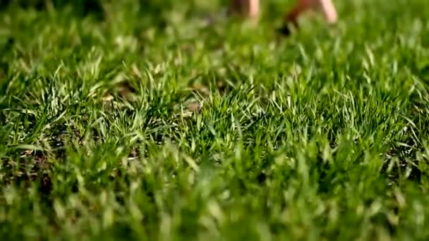 Uma menina está de pé descalça em um prado verde com grama verde exuberante em um dia de verão. Partes do corpo — Vídeo de Stock