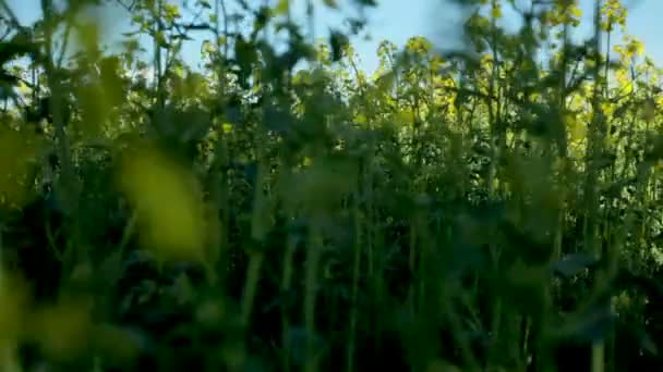 咲くマスタード種子の美しいフィールドは、風光明媚な自然の風景です。祖国への愛の概念 — ストック動画