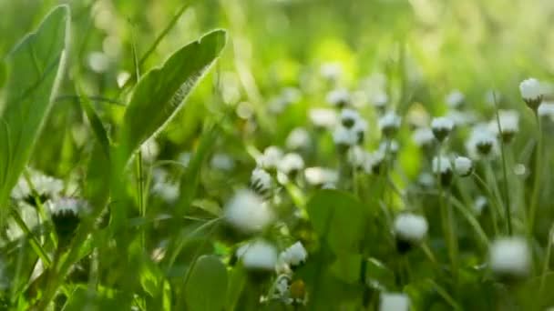 Streichelt das Mädchen liebevoll das junge Frühlingsgras und die Blumen auf dem grünen Rasen. das Konzept des Respekts vor dem Reichtum der Natur und der Liebe zur Heimat. — Stockvideo