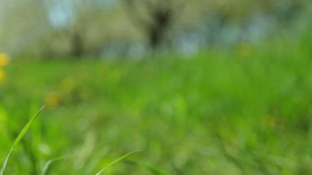 Gelbe Löwenzahn auf einem grünen Rasen Nahaufnahme Bokeh. das Konzept eines unterhaltsamen Sommerurlaubs — Stockvideo