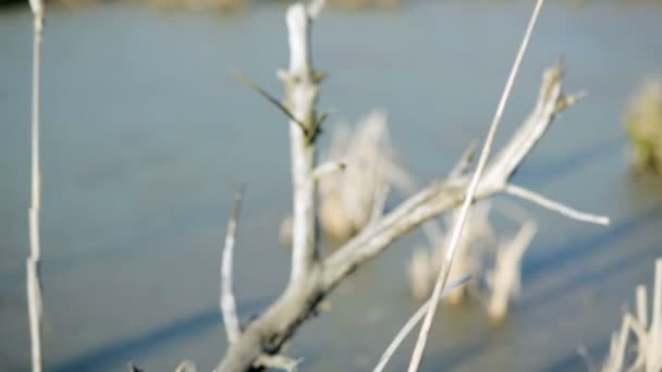 Camera moves along a swampy forest lake with snags — Stock Video