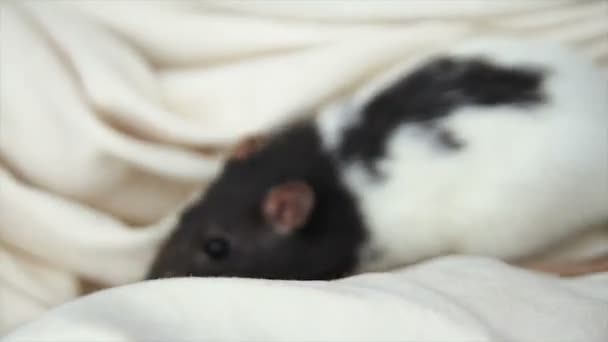 Rat domestique animal de compagnie sur un fond de tissu doux blanc. Animaux préférés. — Video