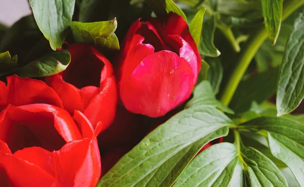 Textura Flores Tulipas Vermelhas Com Folhas Para Fundo Cartão Postal — Fotografia de Stock