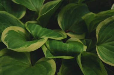 Bahçedeki yeşil yaprağın yakın plan doğa görüntüsü, koyu duvar kağıdı konsepti, doğa arka planı, tropikal yaprak