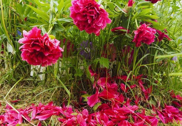 Pivoines Fleurs Dans Jardin Avec Des Pétales Effrités — Photo