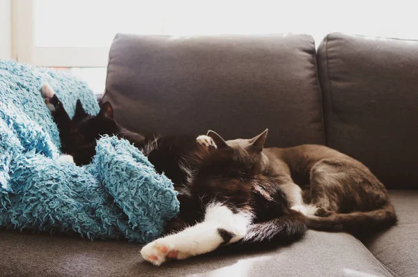 Δύο Γάτες Κοιμούνται Μία Πάνω Στην Άλλη Στον Καναπέ — Φωτογραφία Αρχείου