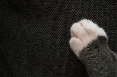 Gri ve beyaz kedi ayağı pençeli bir kanepe, yakın plan.