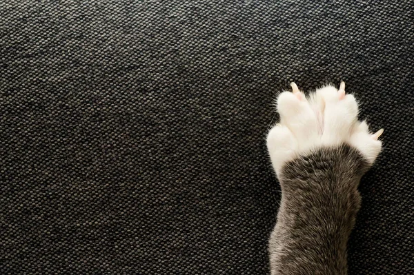 Grijze Witte Kattenpoot Met Klauwen Aan Een Bank Close — Stockfoto