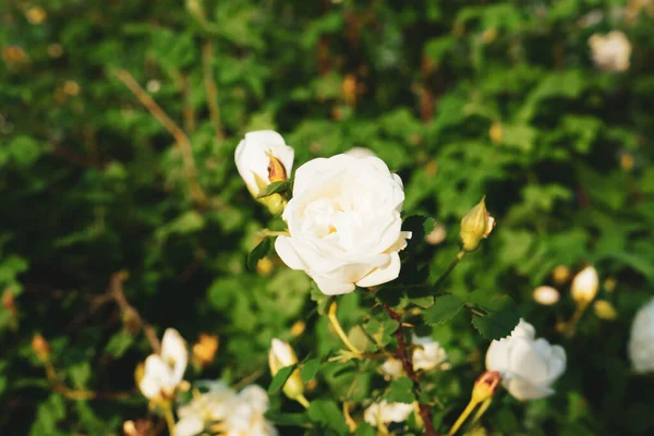 Белые Цветы Крупным Планом Белые Розы Кустах Джун Роуз Материал — стоковое фото
