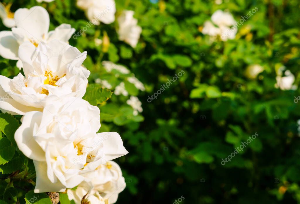 Flores blancas, primer plano. Rosas blancas en un arbusto. Rosas de