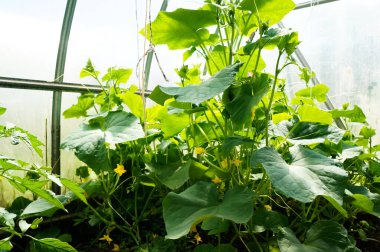 Serada çiçek açan salatalıklı çalılar.