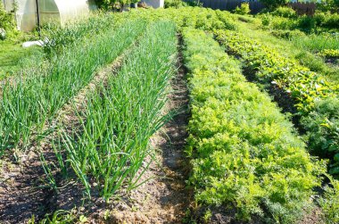  Bahçedeki tepeler soğan ve havuç, tarım konsepti.