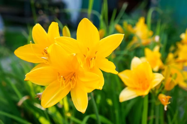 Pequeno Daylily Jardim Closeup Para Fundo Papel Parede — Fotografia de Stock