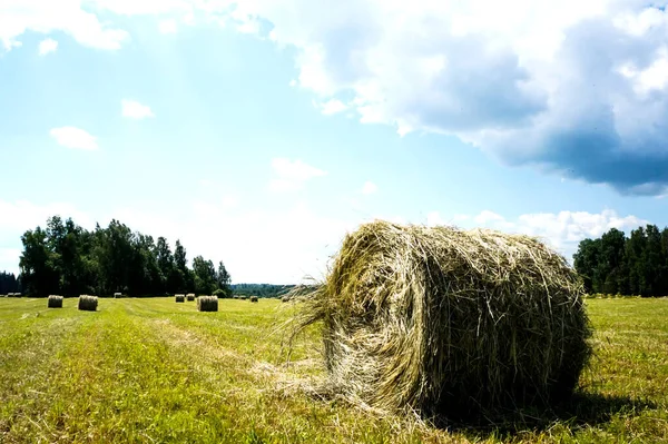 Hay Field Cattle Rolls Rural Nature Farm Straw Meadow Countryside Stock Picture