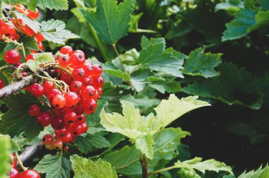 Olgun kırmızı frenk üzümü (ribes rubrum) kümeleri, ana bahçedeki güneşin yeşil yaprakları arasında bir dalda bulunur. Yazın tadı