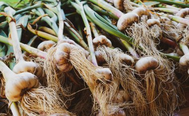 Toplanan sarımsak kafalar bir yığın