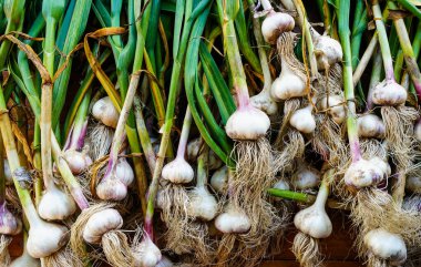 Toplanan sarımsak kafalar bir yığın