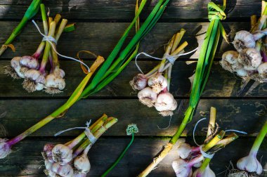 Tüylü ve çiçekli sarımsak demetleri ahşap bir arka planda, çiftlikte hasat ediliyor.