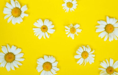 Yeşilliğin arka planında sarı dereotu çiçeği